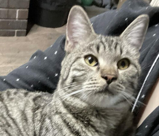 uhhhh and that's it! i ran out of things to write so here's a pic of my cat. his name is cuba i love him dearly